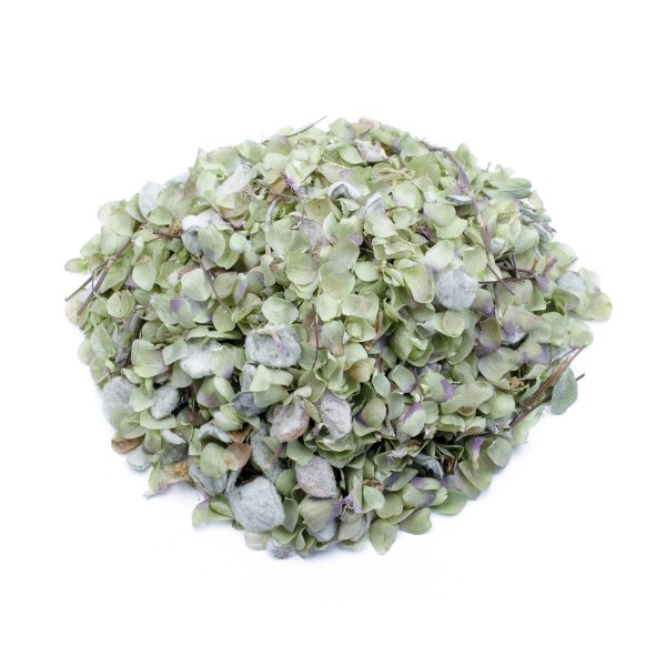 HOP MARJORAM (ORIGANUM DICTAMNUS)
