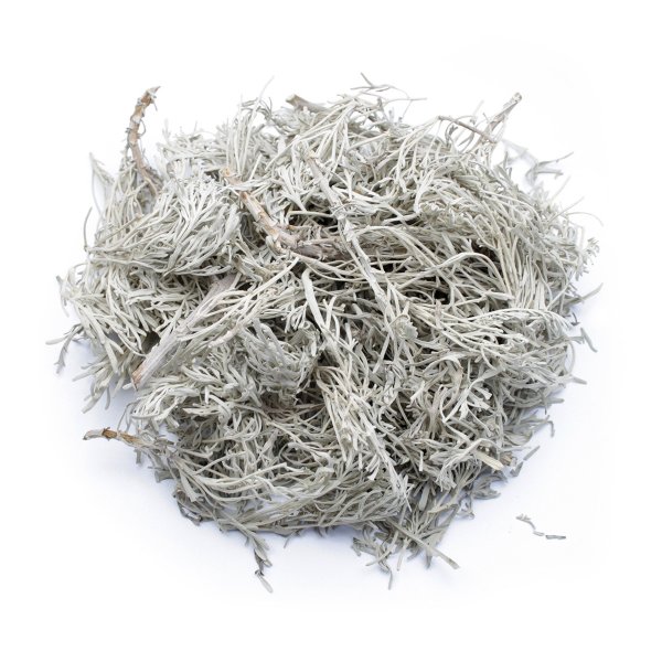 COMMON WORMWOOD (ARTEMISIA ABSINTHIUM)