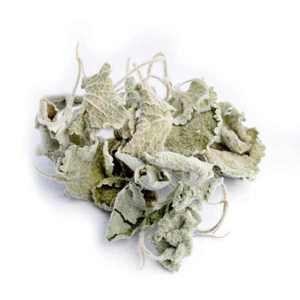 GREEK HOREHOUND (BALLOTA ACETABULOSA)