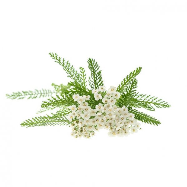 Yarrow oil