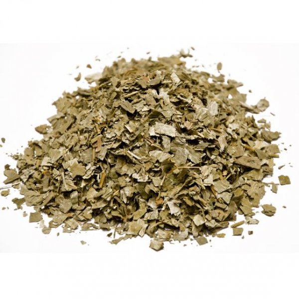 Ladies mantle ( Alchemilla vulgaris )