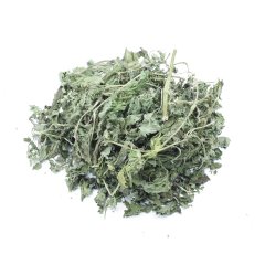 NETTLE (URTICA PILULIFERA)