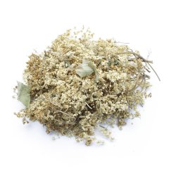 ELDER (SAMBUCUS NIGRA)