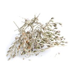 WILD THYME