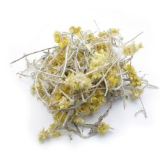 CURRY PLANT (HELICHRYSUM ITALICUM)