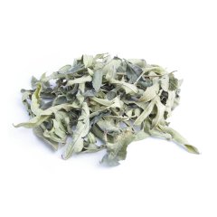 COMMON VERBENA (VERBENA OFFICINALIS)