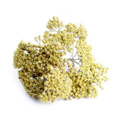 YARROW (ACHILLEA MILLEFOLIUM) – THE WOMAN’S HERB - YELLOW FLOWER
