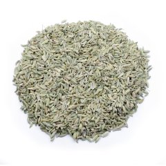 FENNEL (FOENICULUM VULGARIS)