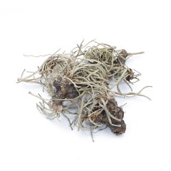 SEA PLANTAIN