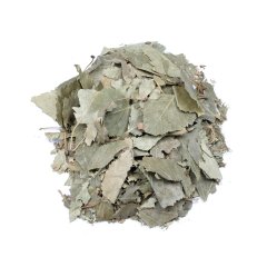 SILVER BIRCH (BETULA)
