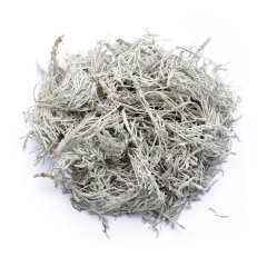 COMMON WORMWOOD (ARTEMISIA ABSINTHIUM)