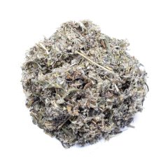 SWEET WORMWOOD / SWEET ANNIE / SWEET SAGEWORT (ARTEMISIA ANNUA)ARTEMISIA ANNUA