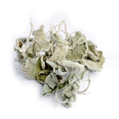 GREEK HOREHOUND (BALLOTA ACETABULOSA)