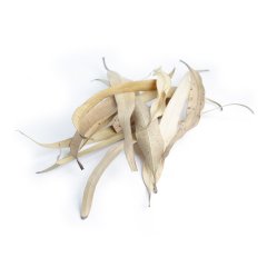 LEMON EUCALYPTUS (EUCALYPTUS CITRIODORA) (ALSO FOR INTERNAL USE)