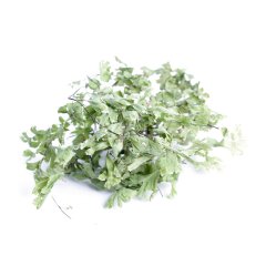 FERN