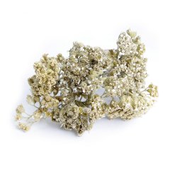 YARROW (ACHILLEA MILLEFOLIUM) – THE WOMAN’S HERB - WHITE FLOWER
