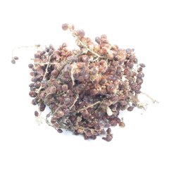 SICILIAN SUMAC (RHUS CORIARIA)