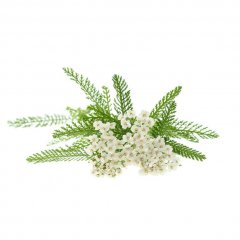 Yarrow oil