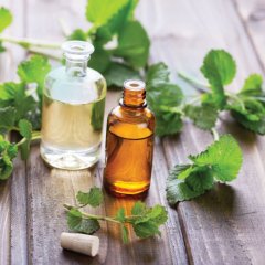 Common Ivy Carrier Oil