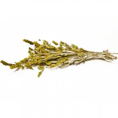 Greek Mountain tea