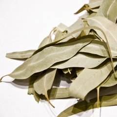 Cretan Eucalyptus leaves