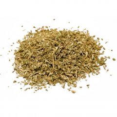 Club moss ( Lycopodium clavatum )