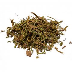 Rusty back (Ceterach officinarum ή Asplenium ceterah)