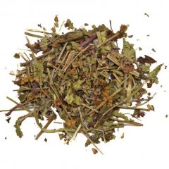 Cretan Vervain (Verbena oficinalis)
