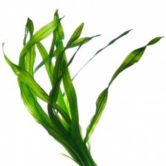 Bladderwrack oil