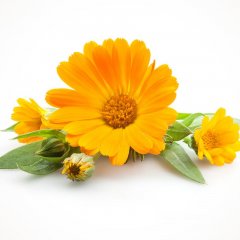 Calendula oil