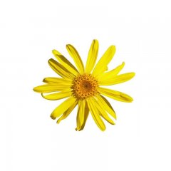 Arnica oil